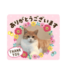 マンチカンのメルシーくん2（個別スタンプ：15）