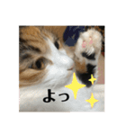 みつ軍団がご挨拶（個別スタンプ：11）