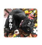みつ軍団がご挨拶（個別スタンプ：12）