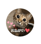 みつ軍団がご挨拶（個別スタンプ：13）