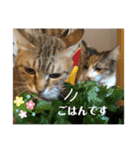 みつ軍団がご挨拶（個別スタンプ：15）