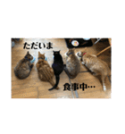 みつ軍団がご挨拶（個別スタンプ：16）