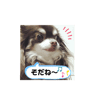チワワのモカたん♪ちょこっとハルたん3（個別スタンプ：2）