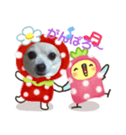 チワワのモカたん♪ちょこっとハルたん3（個別スタンプ：3）