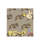 チワワのモカたん♪ちょこっとハルたん3（個別スタンプ：6）
