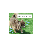 チワワのモカたん♪ちょこっとハルたん3（個別スタンプ：7）