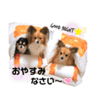 サスケまつりれもん日常ひとことスタンプ③（個別スタンプ：21）