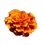 beautiful flowers！（個別スタンプ：1）