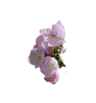 beautiful flowers！（個別スタンプ：6）