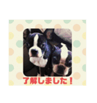 ボストンテリア. キムとカポネ（個別スタンプ：4）