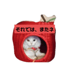 ネコ スタンプ④（個別スタンプ：2）