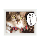 ネコ スタンプ④（個別スタンプ：3）