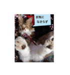 ネコ スタンプ④（個別スタンプ：5）