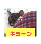 ネコ スタンプ④（個別スタンプ：7）