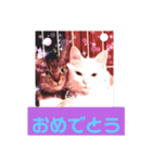 ネコ スタンプ④（個別スタンプ：8）