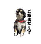我が家の愛犬チワワのライちゃんスタンプ（個別スタンプ：1）