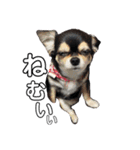 我が家の愛犬チワワのライちゃんスタンプ（個別スタンプ：4）