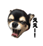 我が家の愛犬チワワのライちゃんスタンプ（個別スタンプ：5）