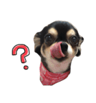 我が家の愛犬チワワのライちゃんスタンプ（個別スタンプ：7）
