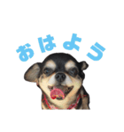 我が家の愛犬チワワのライちゃんスタンプ（個別スタンプ：8）