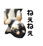 我が家の愛犬チワワのライちゃんスタンプ（個別スタンプ：10）