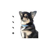我が家の愛犬チワワのライちゃんスタンプ（個別スタンプ：14）