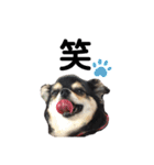 我が家の愛犬チワワのライちゃんスタンプ（個別スタンプ：15）