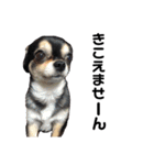 我が家の愛犬チワワのライちゃんスタンプ（個別スタンプ：16）