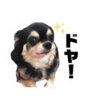 我が家の愛犬チワワのライちゃんスタンプ（個別スタンプ：18）