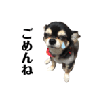 我が家の愛犬チワワのライちゃんスタンプ（個別スタンプ：20）