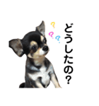 我が家の愛犬チワワのライちゃんスタンプ（個別スタンプ：22）