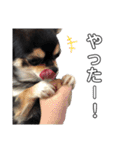 我が家の愛犬チワワのライちゃんスタンプ（個別スタンプ：25）