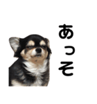 我が家の愛犬チワワのライちゃんスタンプ（個別スタンプ：26）
