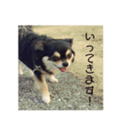 我が家の愛犬チワワのライちゃんスタンプ（個別スタンプ：27）