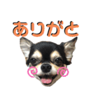 我が家の愛犬チワワのライちゃんスタンプ（個別スタンプ：28）