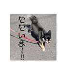 我が家の愛犬チワワのライちゃんスタンプ（個別スタンプ：30）