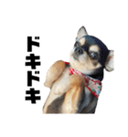 我が家の愛犬チワワのライちゃんスタンプ（個別スタンプ：31）