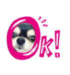 我が家の愛犬チワワのライちゃんスタンプ（個別スタンプ：32）