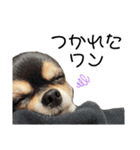 我が家の愛犬チワワのライちゃんスタンプ（個別スタンプ：33）