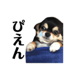 我が家の愛犬チワワのライちゃんスタンプ（個別スタンプ：34）