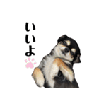 我が家の愛犬チワワのライちゃんスタンプ（個別スタンプ：35）