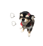 我が家の愛犬チワワのライちゃんスタンプ（個別スタンプ：39）