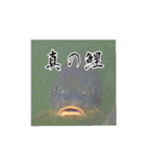 鯉スタンプ2（個別スタンプ：1）