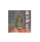 鯉スタンプ2（個別スタンプ：2）