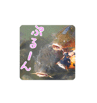 鯉スタンプ2（個別スタンプ：4）