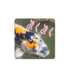 鯉スタンプ2（個別スタンプ：6）