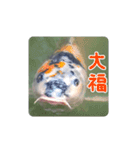鯉スタンプ2（個別スタンプ：7）