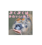 鯉スタンプ2（個別スタンプ：8）