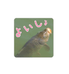 鯉スタンプ2（個別スタンプ：9）
