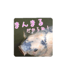 鯉スタンプ2（個別スタンプ：15）